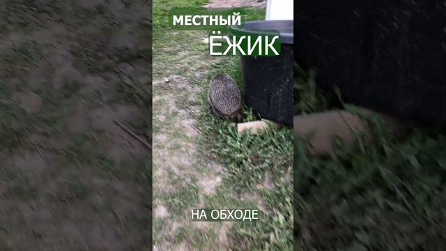 Ёжики уже ничего не боятся