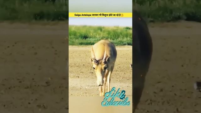 saiga antelope rare species animals #scientific reason #fact #rere #animals