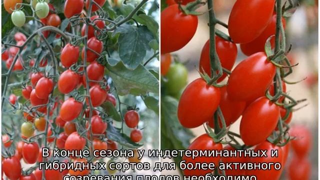 Помидоры Черри