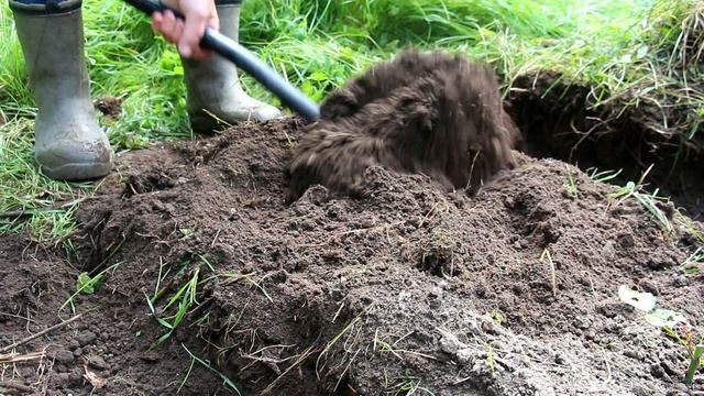 Питание растений, критические периоды и необратимые процессы