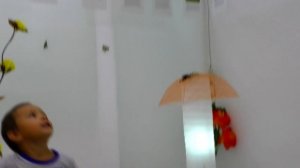 Парк Бабочек. ТРОПИЧЕСКИЕ БАБОЧКИ РОЖДЕНИЕ  BUTTERFLY GARDEN. Видео для детей. Выходные с детьми