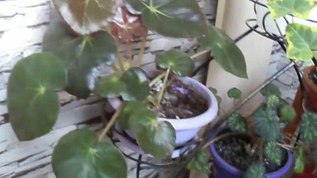 комнатные растенияMOV02301 смотреть онлайн