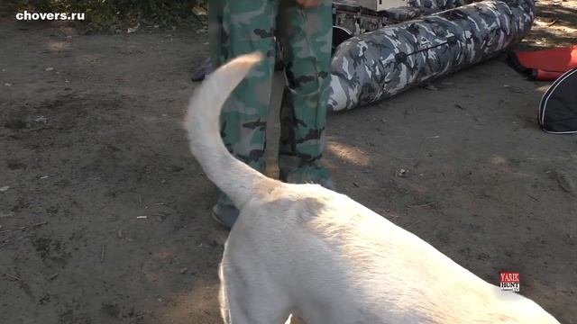 ✅ (Chovers)- это водонепроницаемые легкие сапоги по типу бахил, надеваемые поверх любой обуви