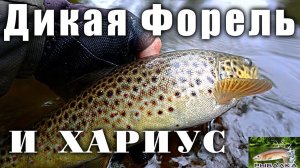 Дикая форель. Хариус. Рыбалка в Ленинградской области. Август 2021.