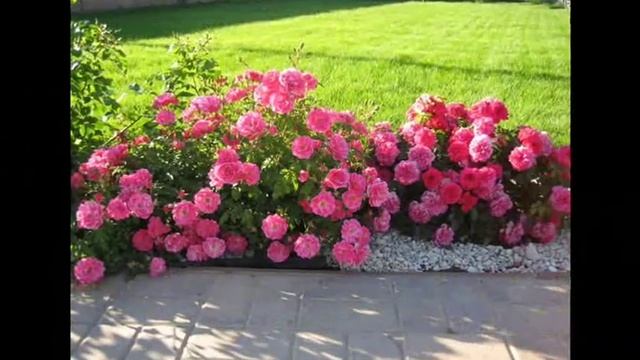 Почвопокровные розы в ландшафном дизайне сада смотреть онлайн