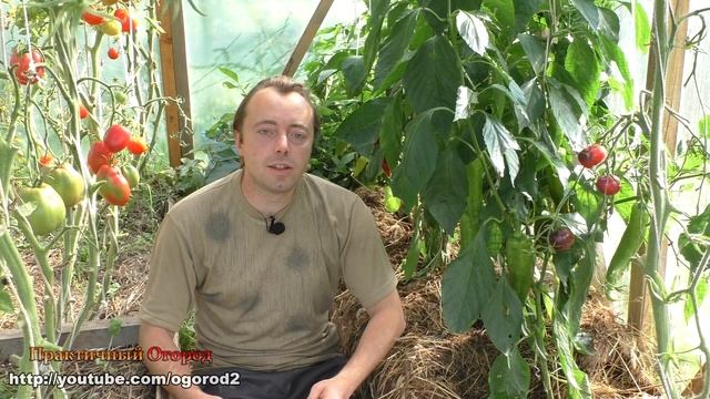 Переопыление перцев - обман! Сладкий и острый перец вместе!