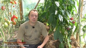 Переопыление перцев - обман! Сладкий и острый перец вместе!
