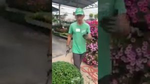 Красивый шар из тиса или спираль из туи: