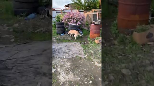 Спасение Сени