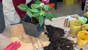 Моя зелена пятница / Тема: формирую ствол косичку у гибискуса. Часть 1 - начало.