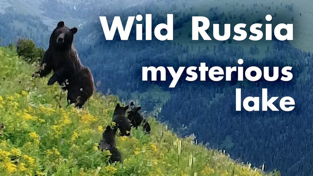 Чудо-озеро Тайменье. Медведица ловит квадрокоптер. Горный Алтай. Катунский заповедник. Дикая Сибирь смотреть онлайн