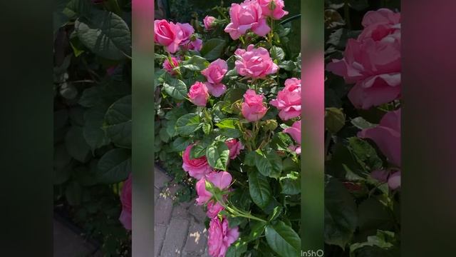 Роза Шанталь Мерье, Гийо смотреть онлайн