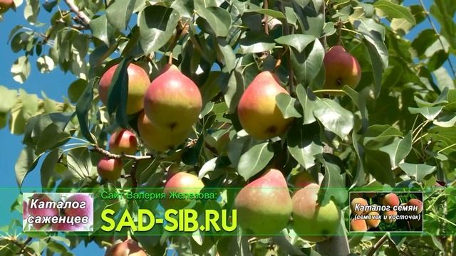 Груша Нарядная Ефимова у Железова.mp4 смотреть онлайн