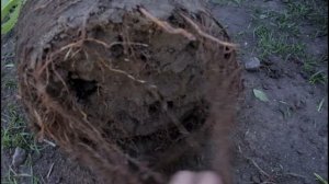 ПЕРЕСАДКА ИНЖИРА В БОЛЬШИЕ КАДКИ