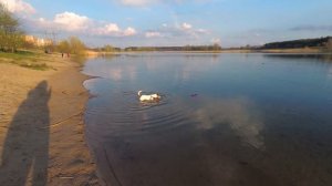 VLOG: Красота в садике?/ Джек Рассел первый раз в воде?/ Вечерняя прогулка/ Ужин/ Борщ без зажарки