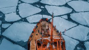 Sea Unicorn. Arctic. Franz Josef Land. Narwhal Expedition.