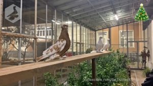 Встреча голубеводов + узбекские голуби + кара капканы на продажу (ноябрь-декабрь 2021 г.)