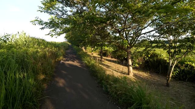 4K・ Сакура с кошками, лаванда и, конечно, зеленый чай смотреть онлайн