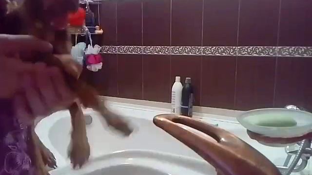 ШОК!!! СОБАКА САМА ЗАКРЫВАЕТ КРАН!! ВЫ ТАКОГО ЕЩЁ НЕ ВИДЕЛИ!!!!!! смотреть онлайн