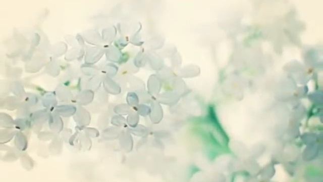 Сирень смотреть онлайн