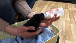 Кормим щенка Немецкой овчарки бутылкой молока - 11 дней