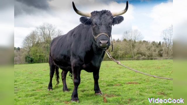 правда или миф смотреть онлайн