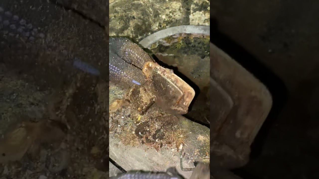 Под полом старинного дома нашли кошелек, показываю что было внутри