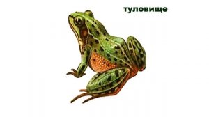 Земноводные. Внешнее строение лягушки.