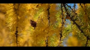 SokolovBrothers - Этапы нашей жизни