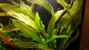 Plants Info | Эхинодорус Танцующее Огненное Перо(Echinodorus Tanzende Feuerfeder)