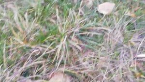 Грибы подотавники.