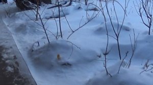 абрикосы в сибири как зимуют у  нас в красноярском  крае