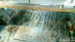 Клетка для Бройлеров