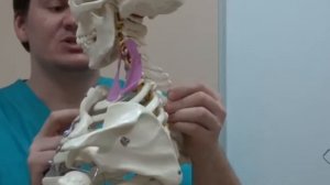 Лестничные мышцы