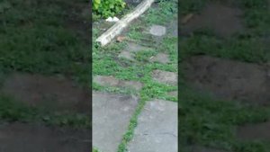 Град село Крутец Пензенская область 10.07. 19г.