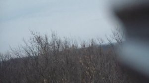 Охота с пегими гончими