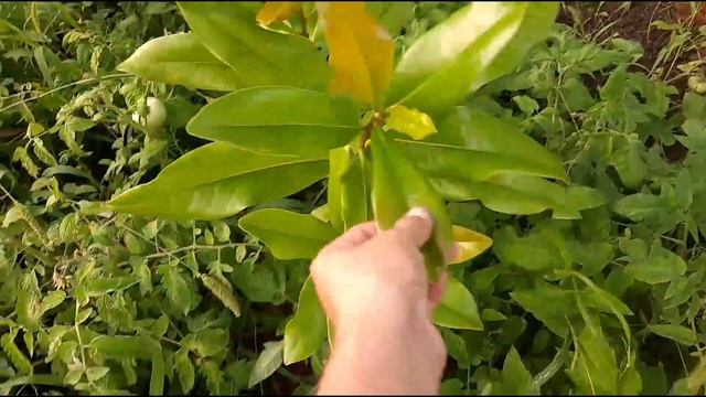 Магнолии. посадка 2021 смотреть онлайн