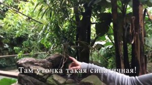 Central Zoo - Центральный зоопарк Нью-Йорка. Бегущие под Небом в Америке. 4я часть
