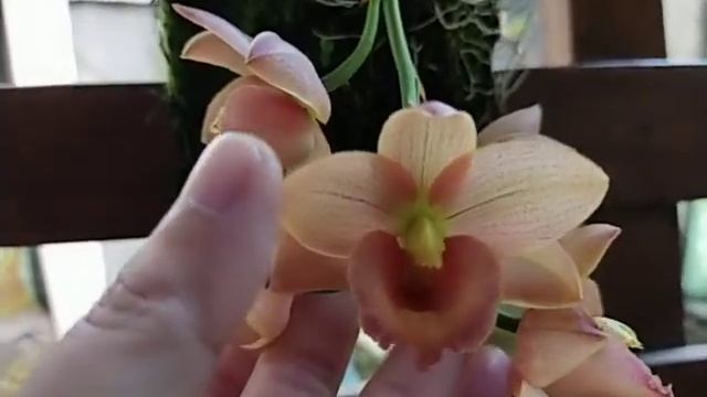 Cyclodes Jumbo Freedom смотреть онлайн