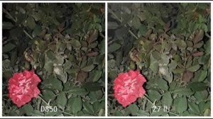 Nikon D850 Vs Nikon Z7 II Camera Test