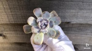 Echeveria Snow Bunny