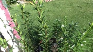 Цветение лилий в горшках