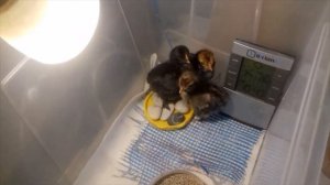 ЦЫПЛЯТА ОТ 0 ДО 10 ДНЕЙ.ГДЕ ЖИТЬ? ЧТО ЕСТЬ И ПИТЬ?