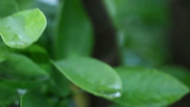 9)Цитрусовые-Деревья.РФ смотреть онлайн