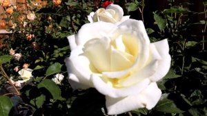 Sugar Moon Rose 2nd Year Spring Flush