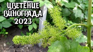 Цветение винограда 2023.