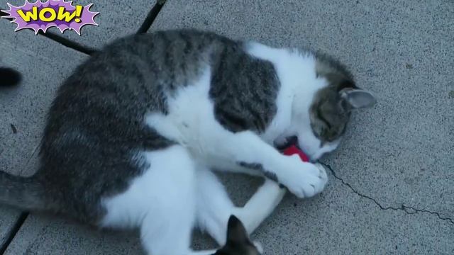 Забавные коты?