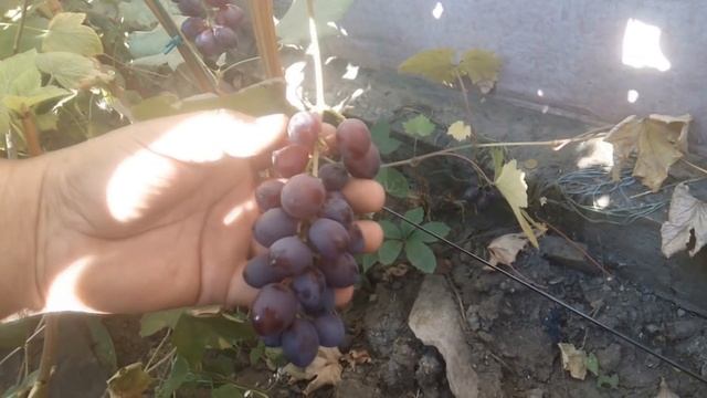 Виноградник Яремаки .Продажа саженцев и черенков винограда.Тел-098 115 04 16 Анатолій смотреть онлайн