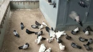 Кировоградские мастные породистые голуби Казахстана.