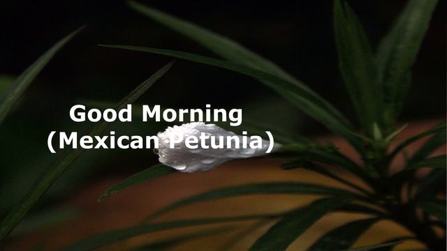 The Plant Mexican Petunia смотреть онлайн